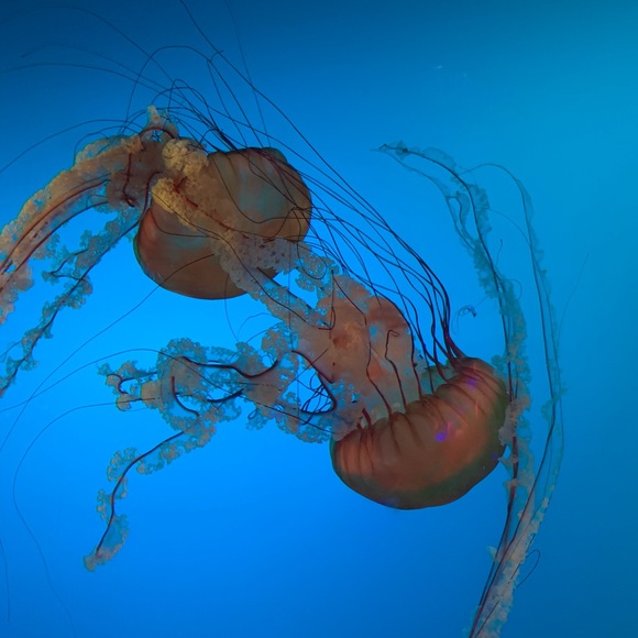 claudiasamps497